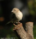 Passer domesticus